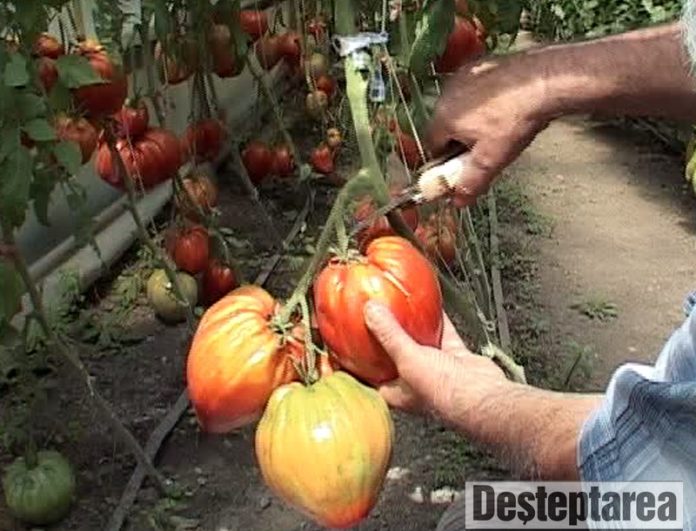 campanie APIA noua - rosii 2