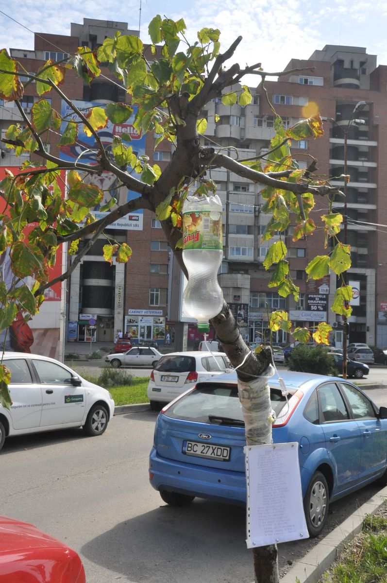 omul si copacul perfuzat