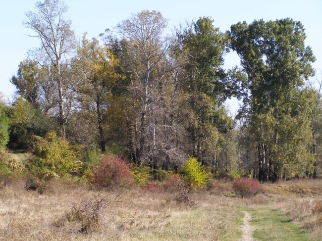 Padure batrana la Gheraiesti
