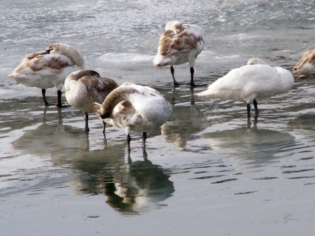 Gaste salbatice iarna