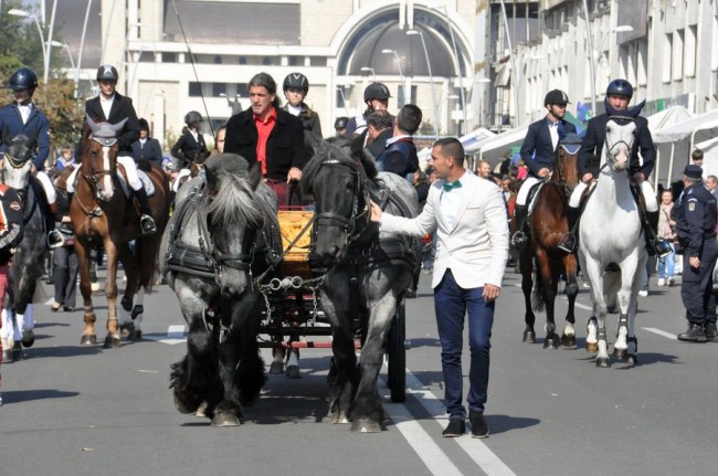 parada cailor de rasa (2)