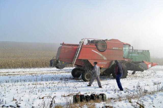 porumb nerecoltat (6)