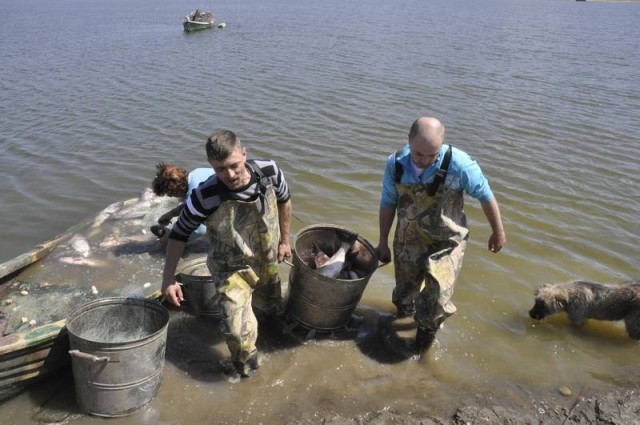 Recoltare de control fitofag, novac si sanger (2)