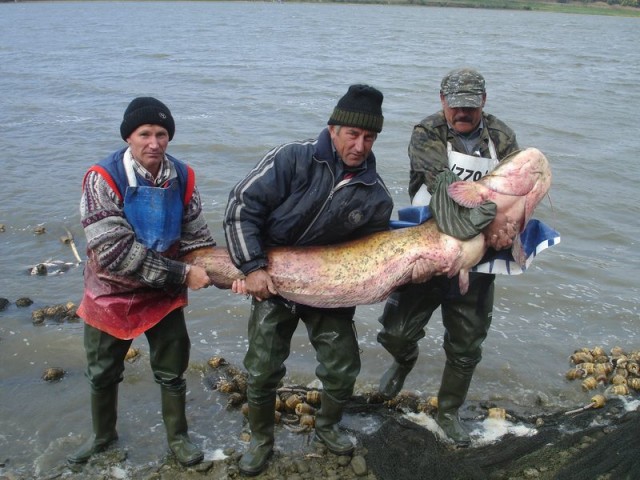 Somnul cantarit, eliberat si furat la viitura