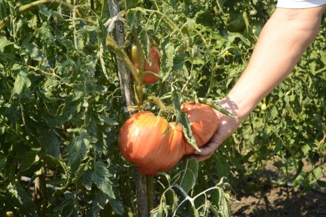 rosii uriase Ochenatu (7