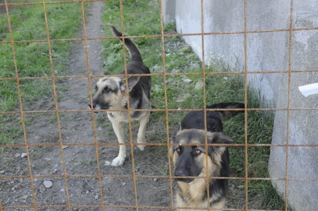 08 11 Sculptorul din Prajesti - bodyguarzii Sasa si Boby