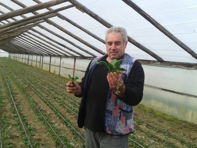 solarii dienet 3(cornel apostu)