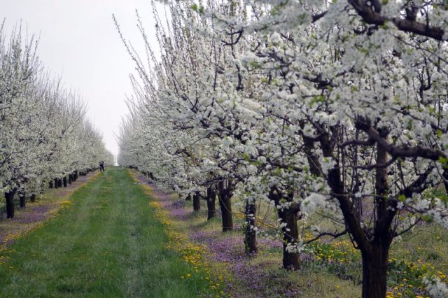 terapia florilor de ciresi (1)