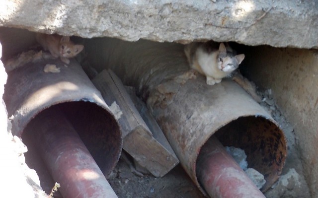 conducta Nufarului 1