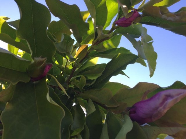 magnolia racaciuni 1