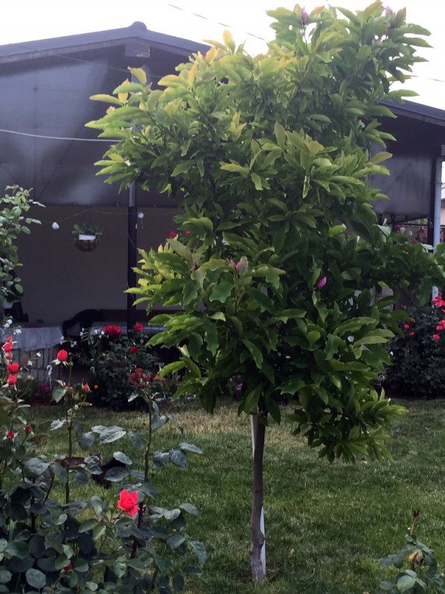 magnolia racaciuni 2