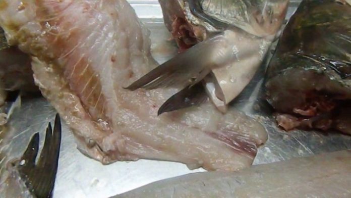 Zeci de kilograme de peşte, confiscat de inspectorii sanitari veterinari