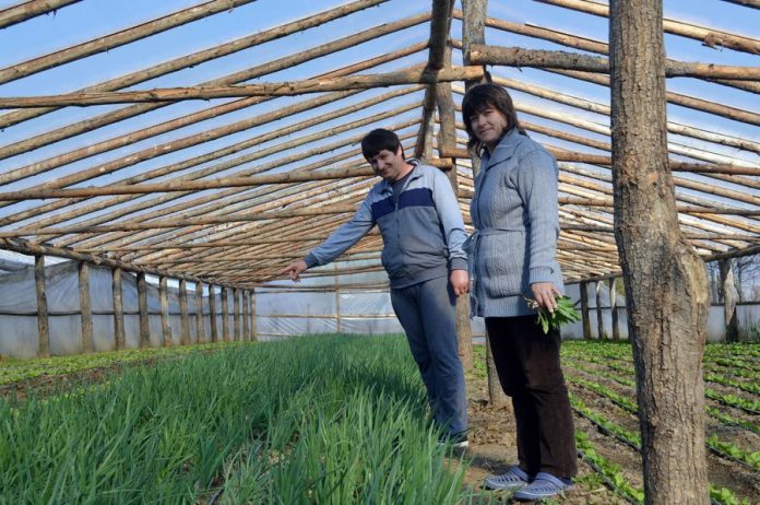 reportaj legumicultori Buchila (50)