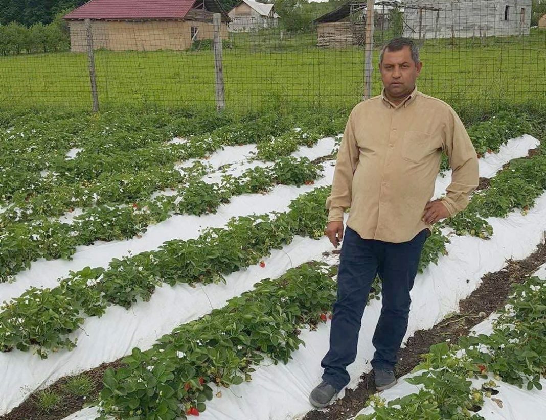 capsune de bacau pe tarabe (8)