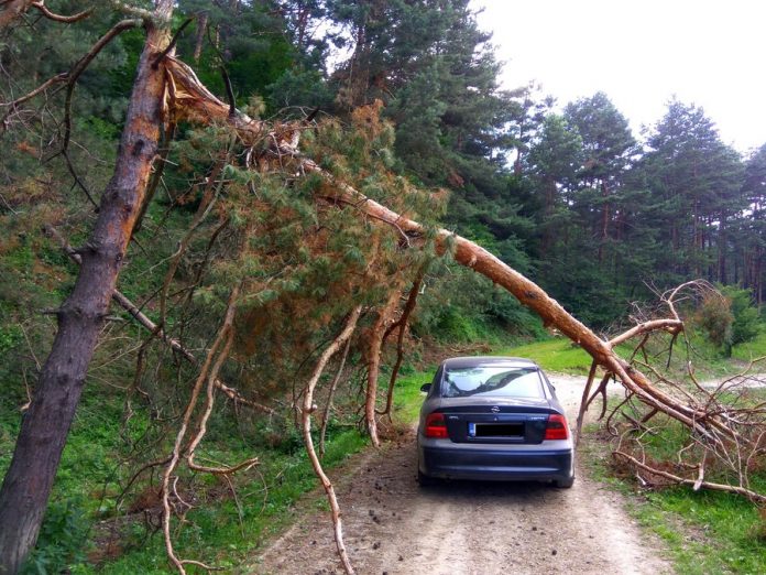 dezastru paduri (33)