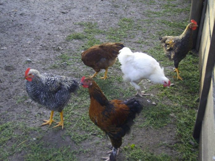 Scandalul ouălor contaminate