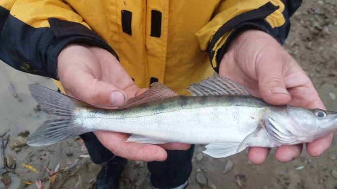 Lacul Bacău, populat cu peşte