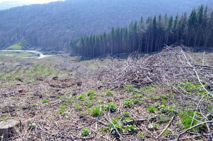 esec program prima impadurire (1) prima împădurire