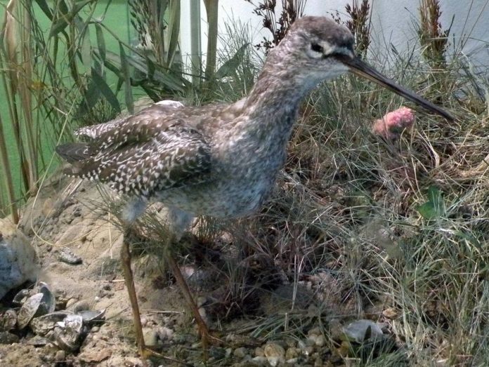 exponatul lunii Fluierarul