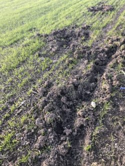 mistreti pagube fermieri