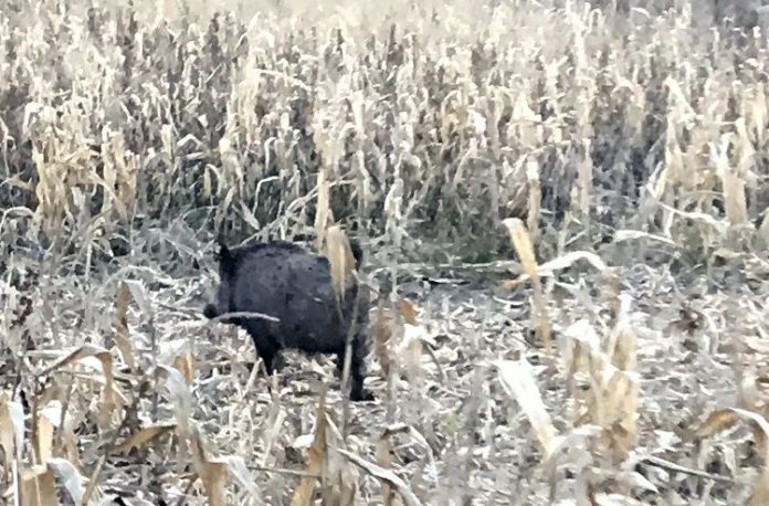 mistreti pagube fermieri