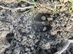 mistreti pagube fermieri