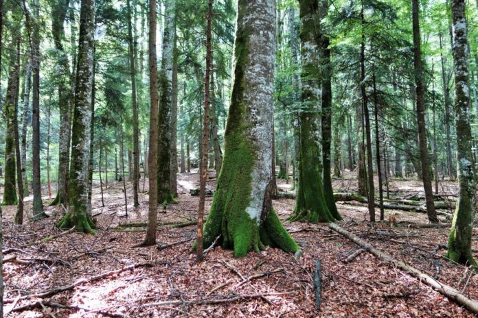 Pădurea virgină Merișor, identificată la Asău