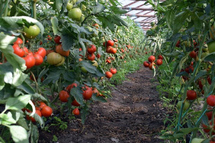 programul Tomate 2018