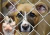 Bacău: Eutanasieri în masă în adăpostul public? Proiectul Primăriei reaprinde disputa privind gestionarea câinilor fără stăpân