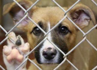 Bacău: Eutanasieri în masă în adăpostul public? Proiectul Primăriei reaprinde disputa privind gestionarea câinilor fără stăpân