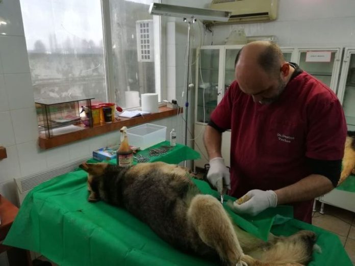 campanie sterilizare