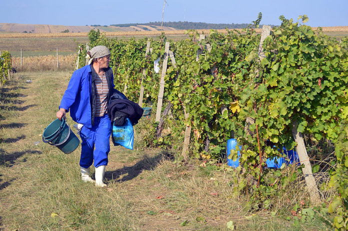 probleme viticultori (3)