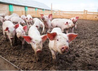 The Pig, the Shepherd, and the Romanian Paradox: Why a Pastoral People Sacralised the Pig