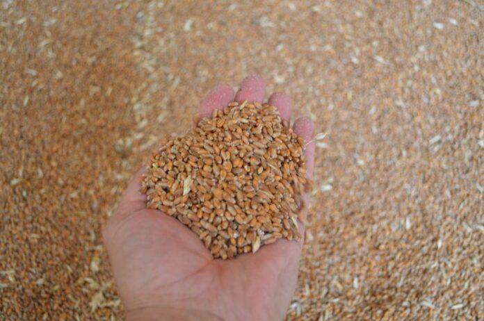 scumpiri fermieri razboi ucraina (5)