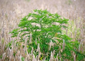 Direcția Județeană de Mediu Bacău: campanie anuală pentru prevenirea și combaterea ambroziei