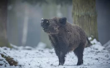 Pesta porcină africană confirmată la Itești