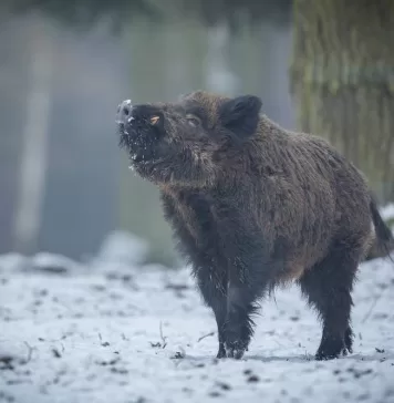 Pesta porcină africană confirmată la Itești