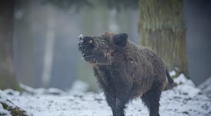 Pesta porcină africană confirmată la Itești