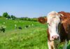 DSVSA Bacău: Recomandări pentru populație și fermieri în perioada caniculei. Controale sporite pentru siguranța alimentelor și protecția animalelor