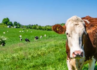 DSVSA Bacău: Recomandări pentru populație și fermieri în perioada caniculei. Controale sporite pentru siguranța alimentelor și protecția animalelor