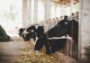 Zootehnia bacăuană: creștere moderată la carne, dar declin la lapte și ouă în primele cinci luni din 2026