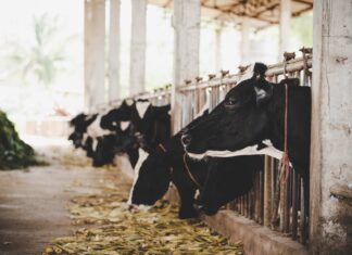 Zootehnia bacăuană: creștere moderată la carne, dar declin la lapte și ouă în primele cinci luni din 2026