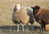 Carantină națională pentru ovine și caprine. ANSVSA suspendă transporturile timp de 30 de zile după apariția unui focar de pestă a micilor rumegătoare