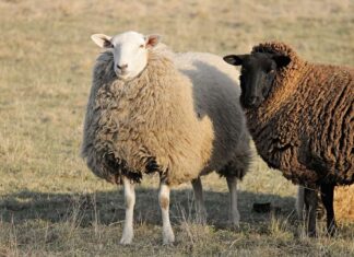 Carantină națională pentru ovine și caprine. ANSVSA suspendă transporturile timp de 30 de zile după apariția unui focar de pestă a micilor rumegătoare