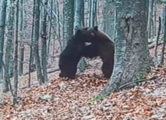 Evaluarea populațiilor speciilor de animale strict protejate din județul Bacău