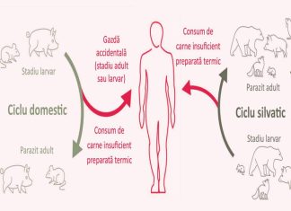 TRICHINELOZA – Boala care pândește în sezonul tăierii porcilor. Ce trebuie să știe consumatorii pentru a se proteja