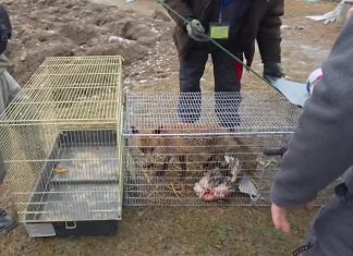 Vulpe capturată și relocată în siguranță, după ce a făcut pagube într-o gospodărie din Hemeiuși