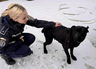 Recomandări pentru protejarea animalelor în sezonul rece