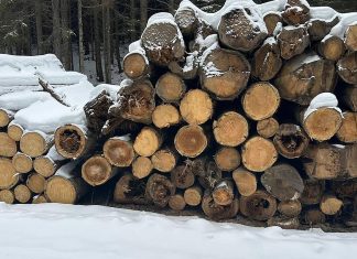 Captură de peste 200 mc de lemn și amenzi de 40.000 de lei, în urma unei acțiuni de amploare în Bacău