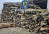 Infracțiune silvică descoperită în flagrant, în județul Bacău. Material lemnos confiscat în valoare de peste 36.000 de lei